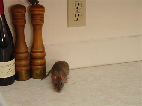 norway rat in house